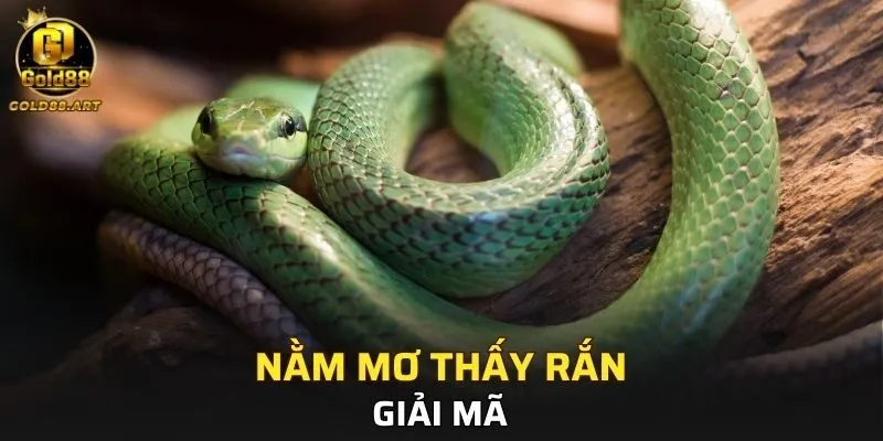 Giải mã khi nằm mơ thấy rắn